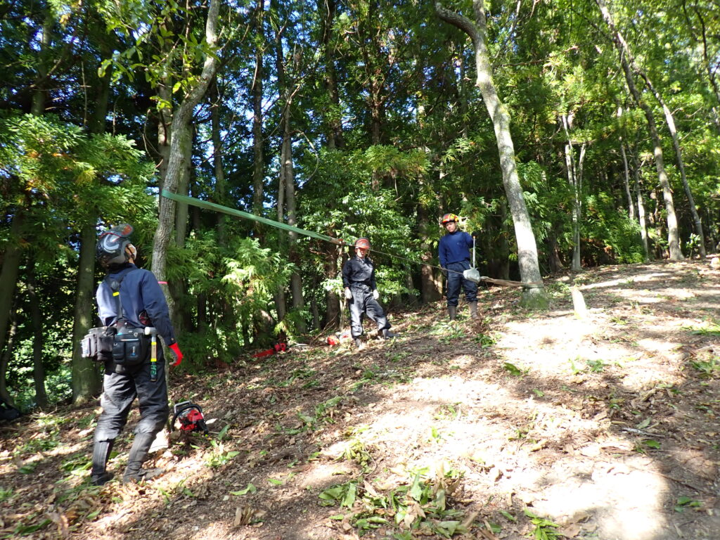 伐採の様子
