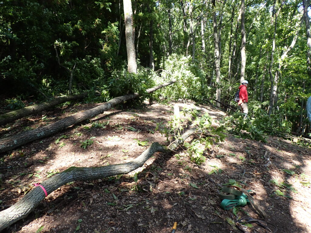 伐採の様子